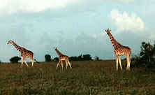 Kenya-Mount Kenya-Olea Africana Safari